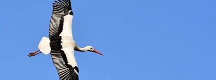 Čáp bílý Foto: Skupina JARO