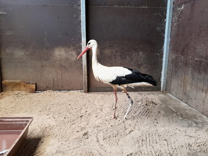 Záchranná stanice vznikla v roce 1984 v Pátku na Poděbradsku. Z původních provizorních prostor se v roce 2005 přestěhovala do Klicperovy hájenky na Huslíku u Poděbrad. Z