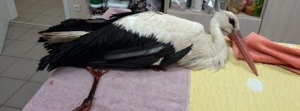 Foto: Luboš Vaněk / Záchranná stanice Huslík