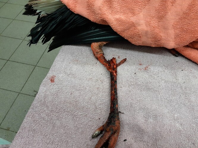 Otevřená zlomenina levé nohy čápa bílého.