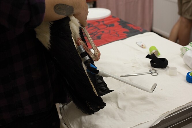 Protéza připevněná na levou nohu čápa bílého.