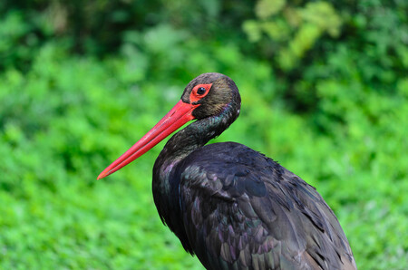Početnost čápa černého v České republice se odhaduje na přibližně 300 - 400 hnízdních párů