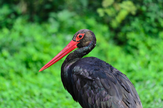 Ilustrační foto Ilustrační foto