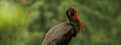 Čáp černý s mláďaty na hnízdě, národní park České Švýcarsko Foto: Václav Sojka / Správa NP České Švýcarsko Čáp černý s mláďaty na hnízdě, národní park České Švýcarsko Foto: Václav Sojka / Správa NP České Švýcarsko