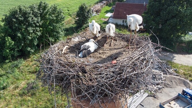 "Čtyři čápata jsou na jednoho čápa docela dost, ale měli by to zvládnout, už chybí jen pár dní, aby mláďata z hnízda vyletěla," řekl Karafiát.
