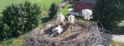 Čápata v hnízdě v Nové Vsi u Světlé nad Sázavou Foto: Stanice Pavlov