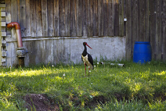 V první polovině dvacátého století na našem území hnízdilo jen několik párů v lužních lesích jižní Moravy, po druhé světové válce se k nám začal šířit z východu přes severní Moravu a dále do Čech. Ilustrační snímek.