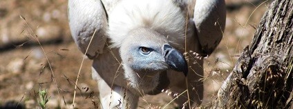 foto: REST Namibia / www.naturalworldsafaris.com