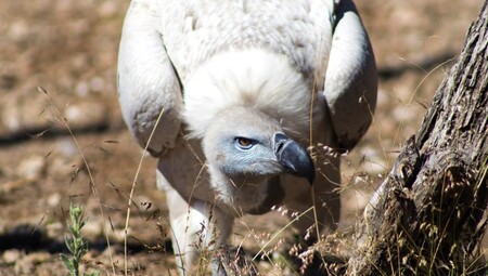 Sup kapský, kterého podle odhadů zůstává posledních 4700 párů. V Namibii už jich je jen tucet. Proč? Otrávené mršiny, kladené farmáři i pytláky.