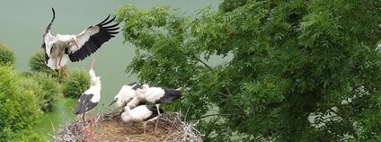 Foto: DES OP Záchranná stanice živočichů Plzeň