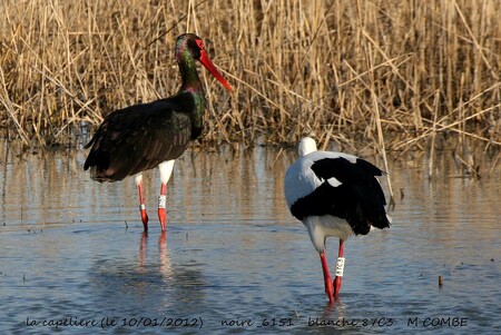Čáp černý v přírodním parku Camargue