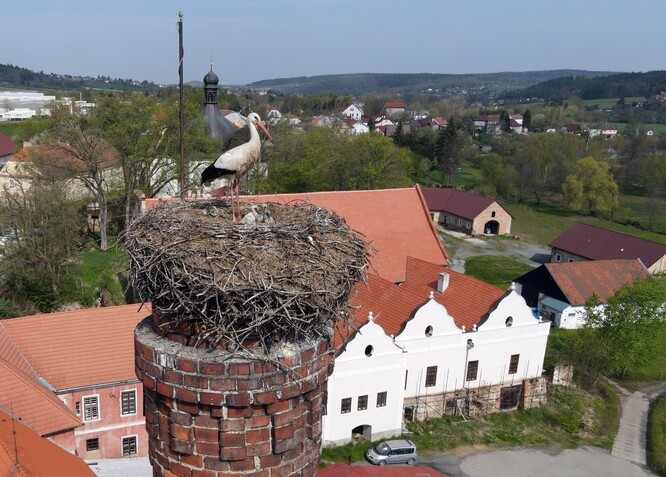 Pokud u čápů zůstane jen jeden z rodičů, není v jeho silách takto malá mláďata úspěšně odchovat.