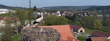 Příběh čápů ze Šťáhlav Foto: DESOP Plzeň