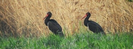 Foto: Lukáš Kadava / Východočeská pobočka České společnosti ornitologické (VČPČSO)