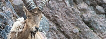 Kozorožec kavkazský Foto: Don McCullough Flickr