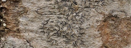 foto: Botanický ústav AV ČR