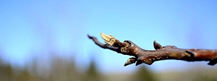 Ořechovec pekanový Foto: Philippe Garcelon Flickr