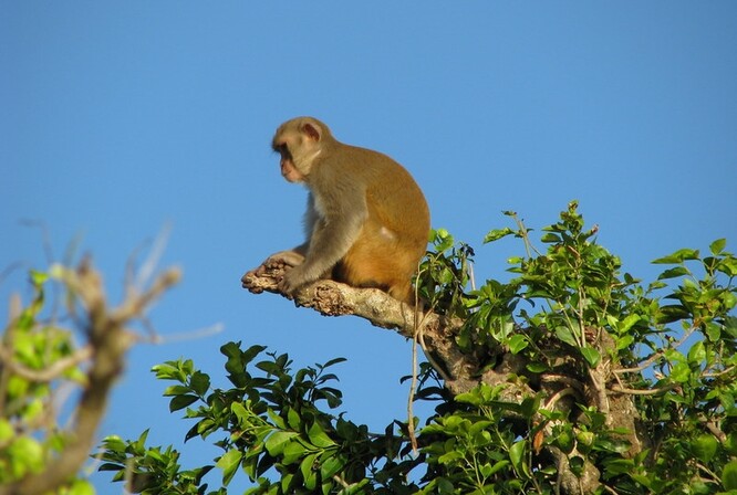 Hurikán María zničil na 60 procent vegetace ostrůvku Cayo Santiago, přezdívaného Opičí ostrov. Jeho jediní obyvatelé tak přišli o velkou část stromů, pod nimiž se skrývají v horkém počasí před sluncem. Obvykle stín sdílí se svými nejbližšími. Po hurikánu se ale začali dělit o zbylou vegetaci i se svými dřívějšími nepřáteli.