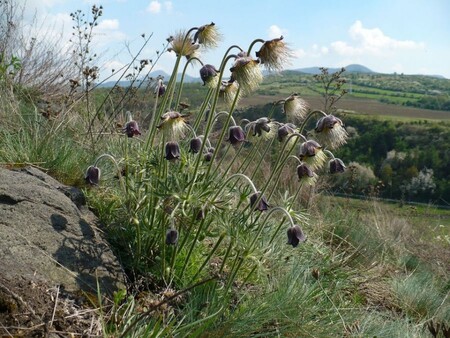 Louku pod Lipskou horou mezi obcemi Mrsklesy a Lhota v Chráněné krajinné oblasti České středohoří poseče kosami o víkendu čtyřicet dobrovolníků. / Ilustrační foto