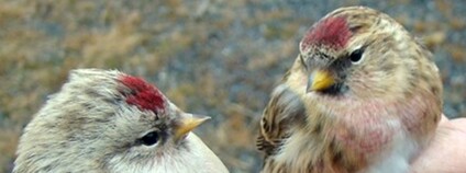 Dva ekotypy čečetek, dosud považované za samostatné druhy. Foto: AV ČR