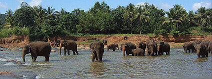 Skupina slonů nedaleko slonního sirotčince v Pinnawale, Srí Lanka: Foto: Petr Kosina / Flickr