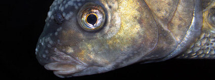 Cejn velký Foto: H.Krisp Wikimedia Commons