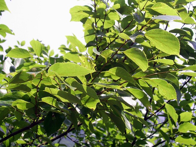 Břestovec čínský