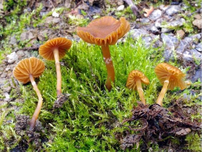 Čepičatka mokřadní. Čepičatka mokřadní.