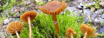 Čepičatka mokřadní. Foto: Jan Borovička ČSOP