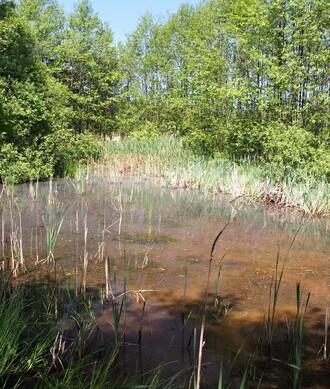 Tůň v pískovně Cep II, kde byl nalezen potápník dvojčárý.