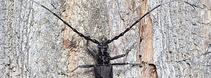 Tesařík obrovský Foto: Pierre Bornand Flickr