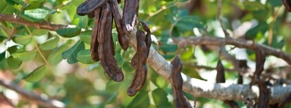 Rohovník obecný Foto: Depositphotos