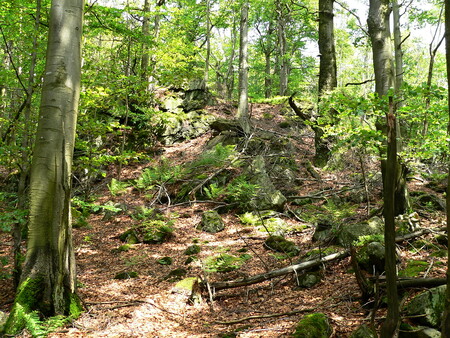 Místní lesy jsou domovem rysa ostrovida i řady vzácných ptáků. Je to jedno z mála míst, kde ještě můžeme sledovat jedinečné přírodní divadlo.