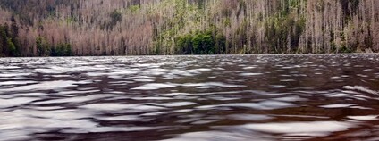 Černé jezero na Šumavě Foto: Olgierd Rudak Flickr