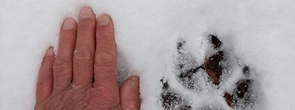 Monitoring šelem v Beskydech - čerstvá vlčí stopa Foto: Dana Bartošová AOPK ČR