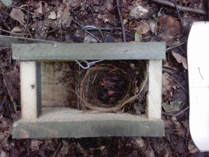 Červenka hnízdí pravděpodobně někdy i třikrát v roce (foto 7.8.), méně potravy znamená méně mláďat.