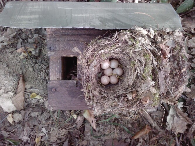 Budku s otvorem posazeným nízko využívá lejsek bělokrký, sýkora koňadra, modřinka a babka. A také červenka, která zde opustila snůšku, pravděpodobně z důvodu blízkého mraveniště.