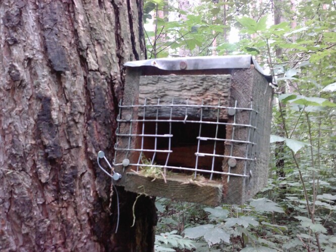 Budku je nutné připevnit ke kůře, aby s ní kuna nemohla hýbat a obsah hnízda vysypat.