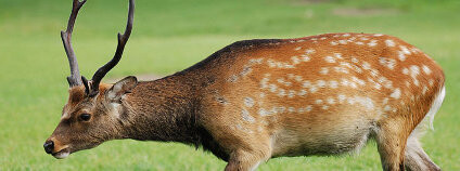 Jelen sika Foto: Lilly M Wikimedia Commons