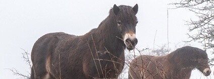 Divocí koně v zimě Foto: Vojtěch Lukáš Česká krajina