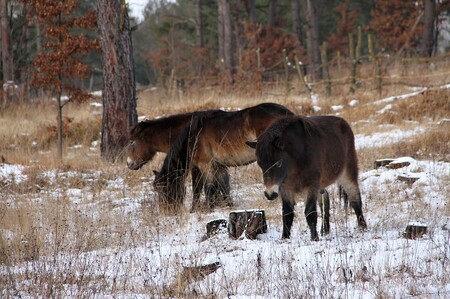 Exmoorští koně vypuštění v nové lokalitě Na Plachtě. Mají zlevnit péči o bývalý vojenský prostor.