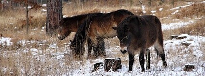 Foto: Dalibor Dostál / Česká krajina