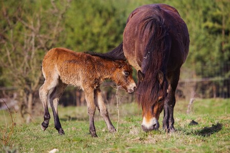 Všechny klisny rodí samy bez asistence. Během porodu se oddělují od stáda, ke kterému se vrací až poté, co se mezi matkou a hříbětem vytvoří pouto.