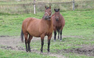 Hucul. Ideální pro horské dělostřelectvo.