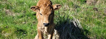 Foto: Česká krajina