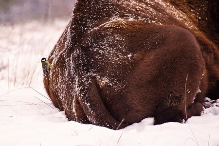 Zubrům mráz nevadí.