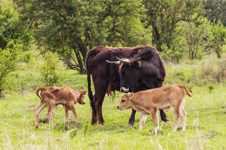 Pozorovat obě mláďata najednou nebylo v pátek možné, protože samice je odkládá do vysokého porostu, což je instinkt, který v přírodě pomáhá mláďata chránit před predátory.