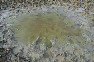 První žábronožky vědci objevili v tůni, kterou loni na podzim vyhloubili pro zubry na pastvině u Benátek nad Jizerou. Následně se objevily také v kaluži na cestě na pastvině v sousedství Milovic