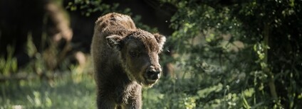 Zubře Foto: česká krajina