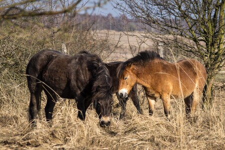 Sobotní dopoledne bylo na určitý čas posledním dnem, kdy si mohli návštěvníci divoké koně dobře prohlédnout. Na rozsáhlé pastvině se totiž budou koně často pohybovat na místech vzdálených před pohledy turistů